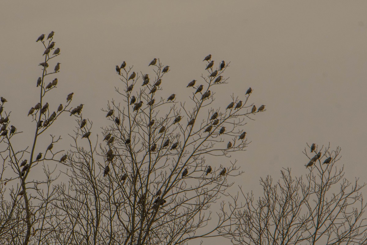 European Starling - ML645854512