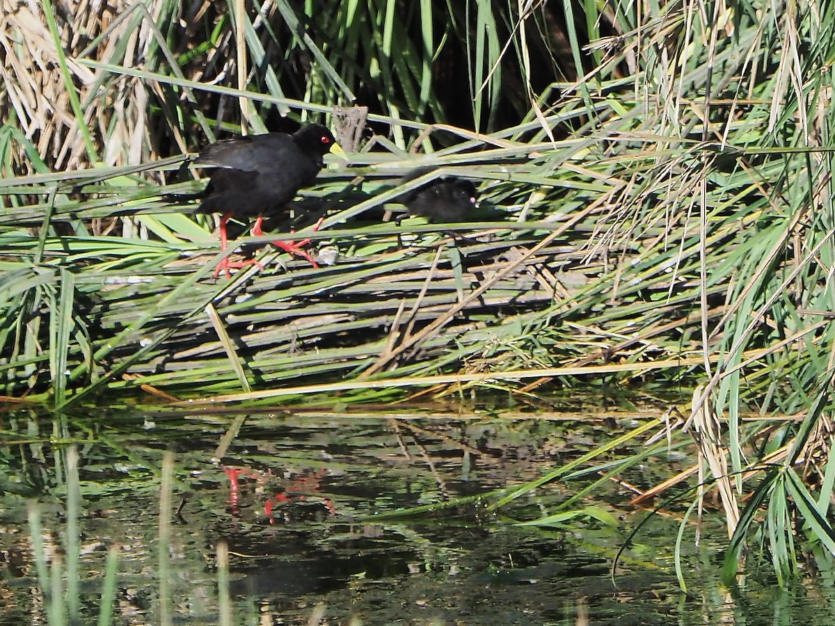 Black Crake - ML645854522