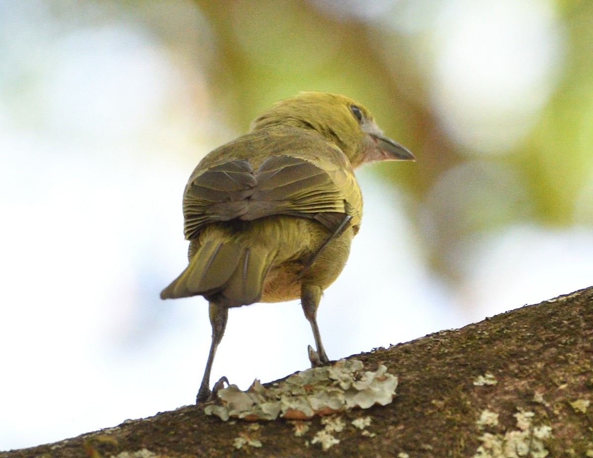 Tangara Palmera - ML645854525