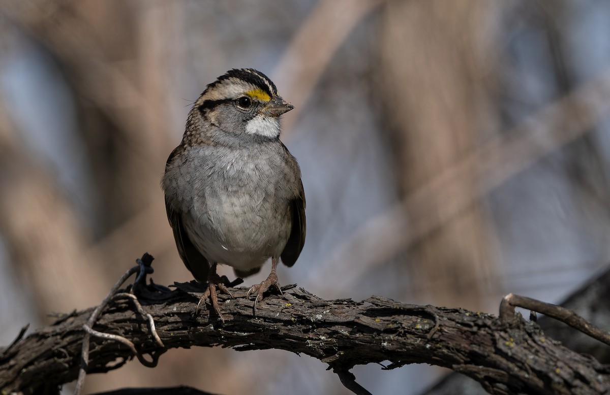 White-throated Sparrow - ML645854527