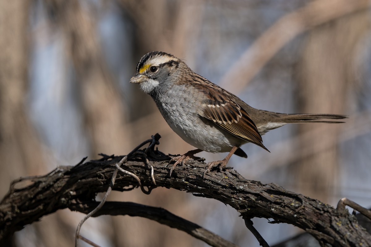 White-throated Sparrow - ML645854528