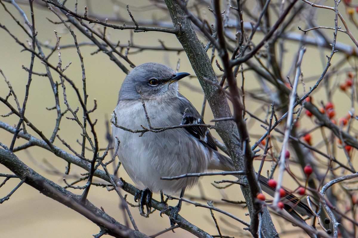 Northern Mockingbird - ML645854529