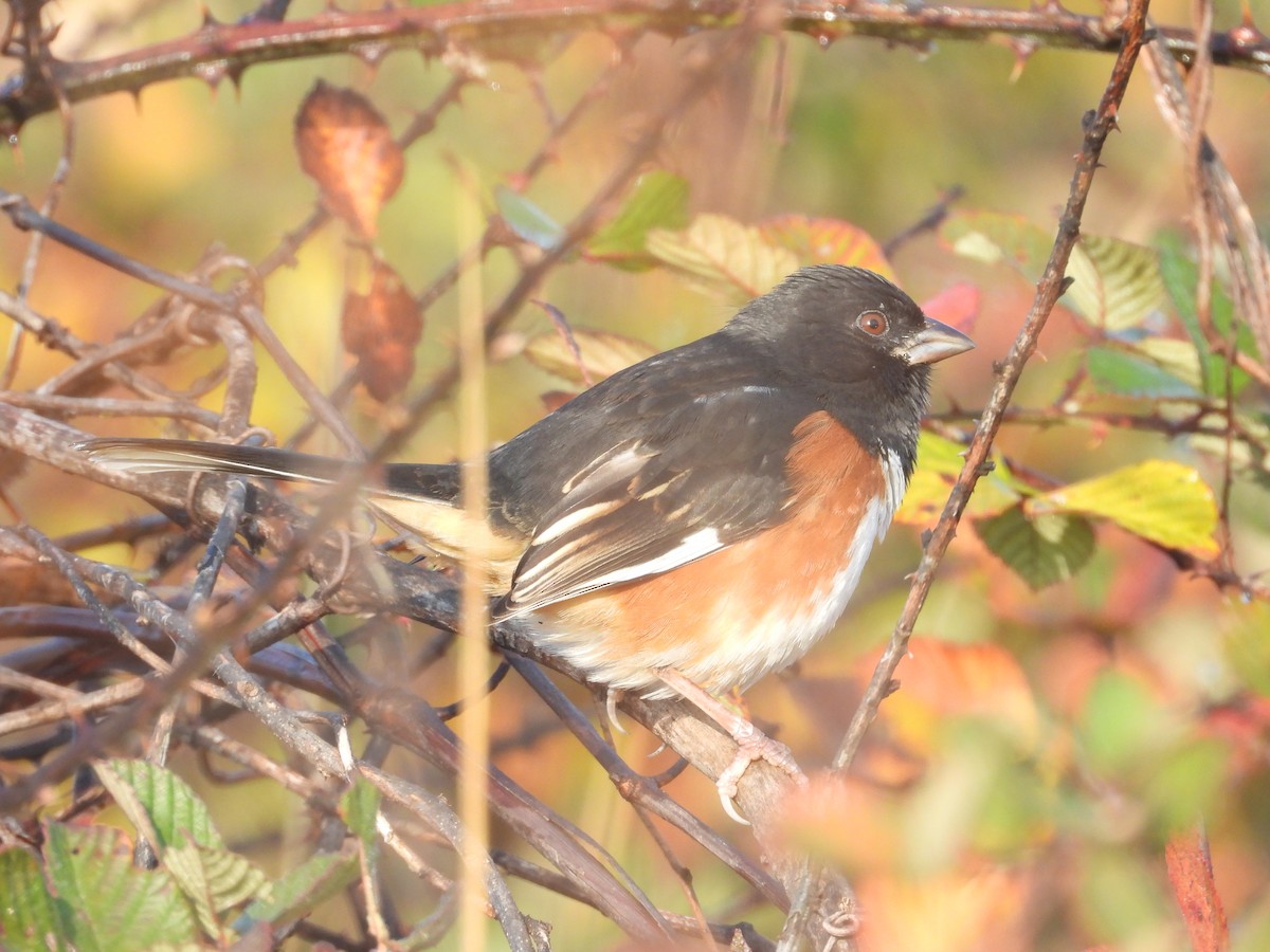 Eastern Towhee - ML645854530