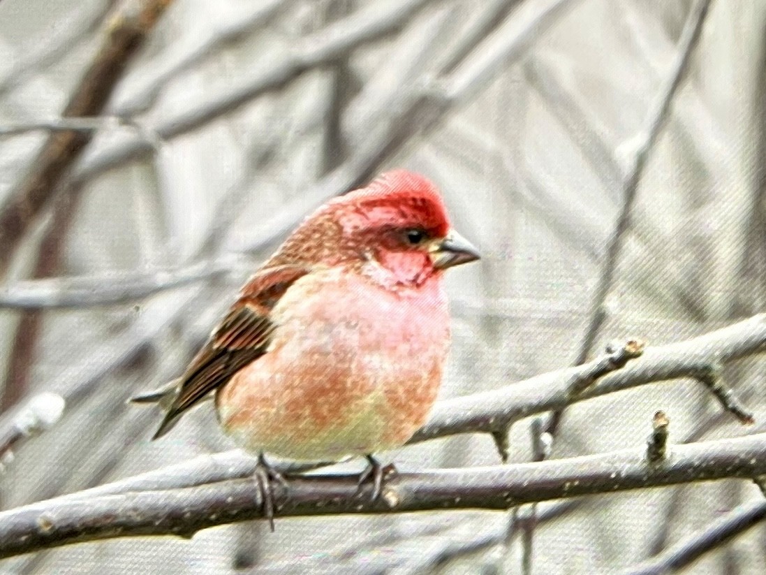 purpurfink - ML645854531