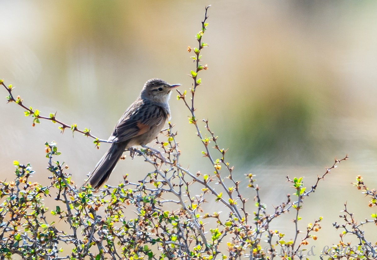 Streak-backed Canastero - ML645854532