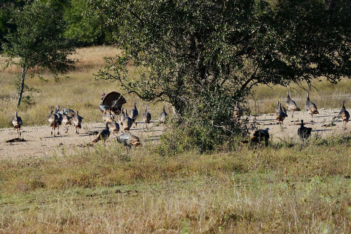 Truthuhn - ML645854537