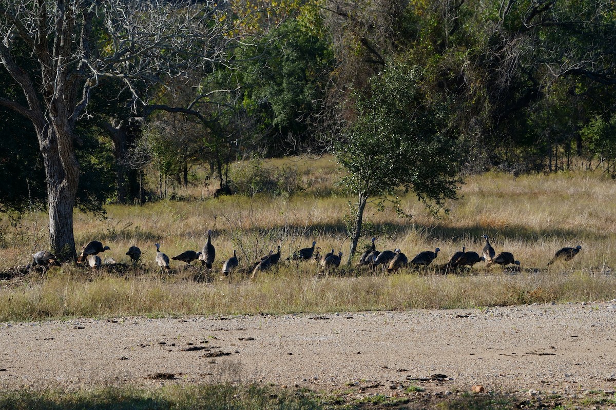 Truthuhn - ML645854538