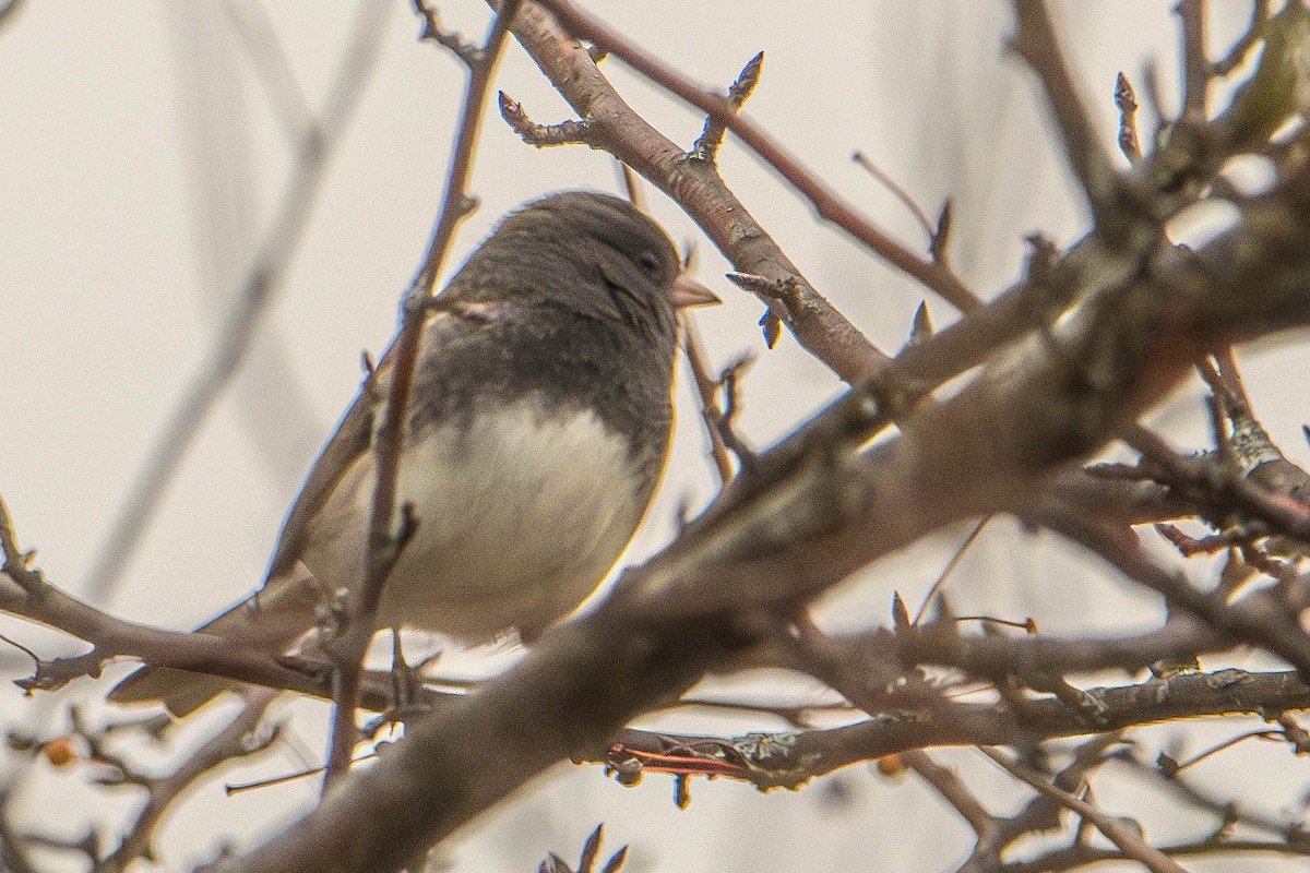 Dark-eyed Junco - ML645854545