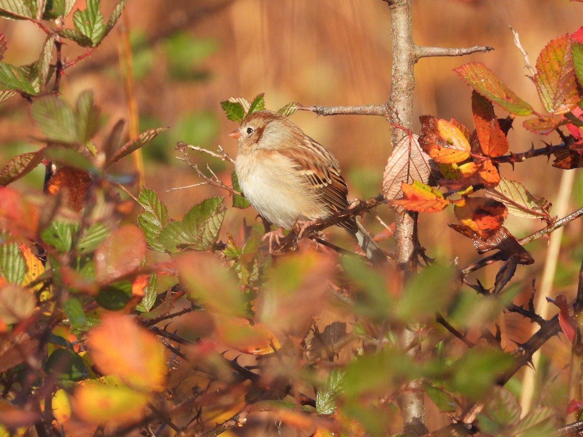 Field Sparrow - ML645854546