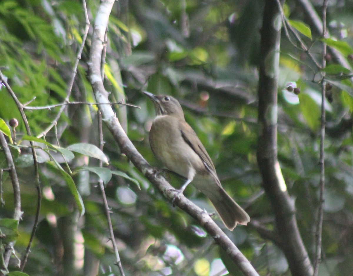 White-throated Thrush - ML645854550