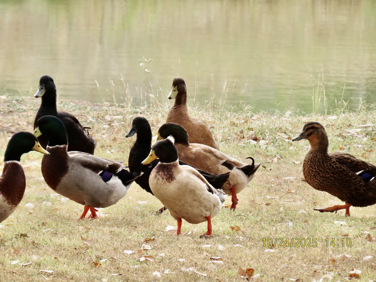 Mallard (Domestic type) - ML645854551