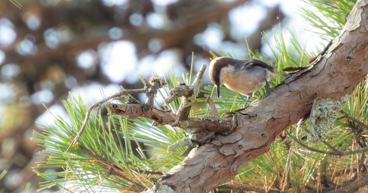 Braunkopfkleiber - ML645854553