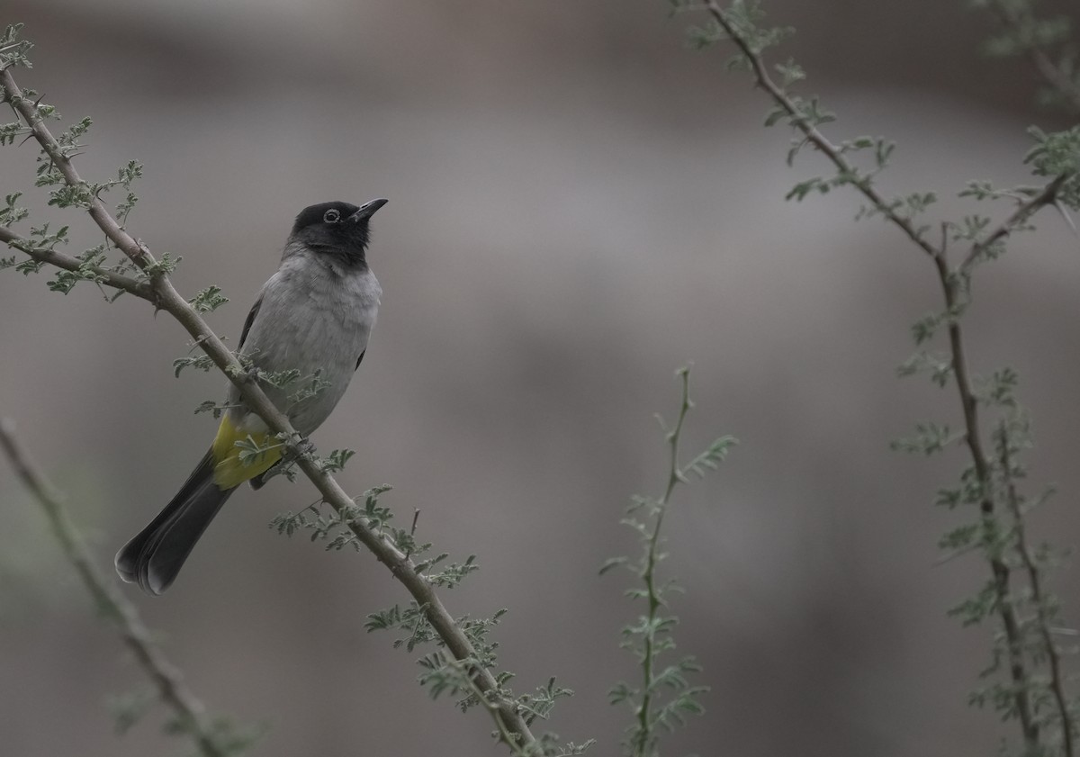 Gelbsteißbülbül - ML645854554