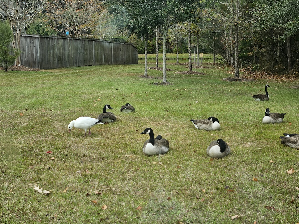 Schneegans - ML645854555