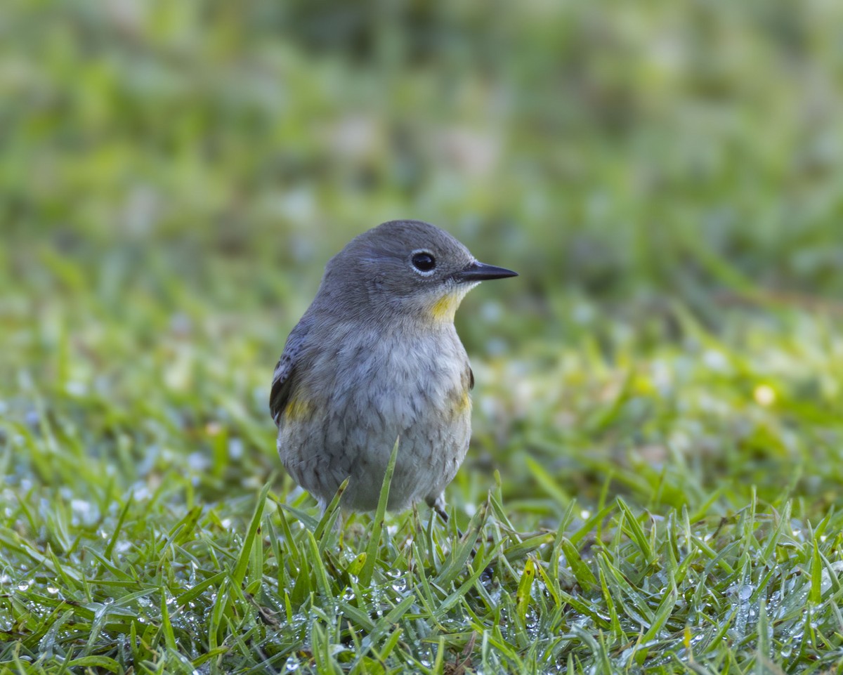 Kronenwaldsänger - ML645854556