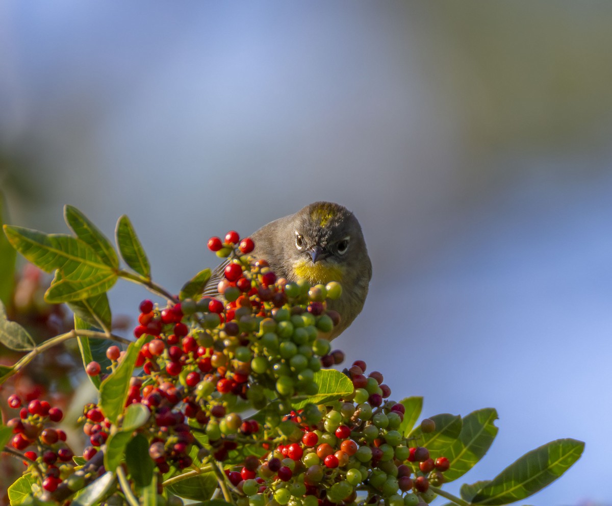 Kronenwaldsänger (Audubonwaldsänger) - ML645854557
