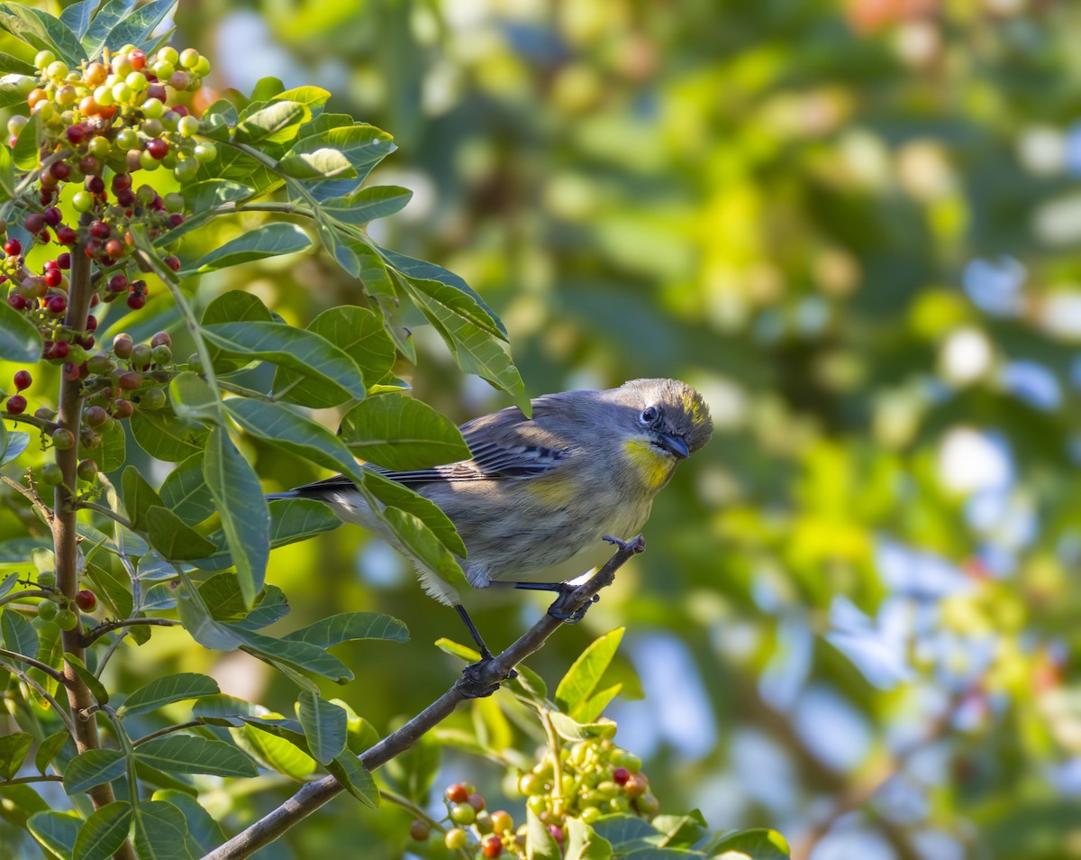 Kronenwaldsänger (Audubonwaldsänger) - ML645854559
