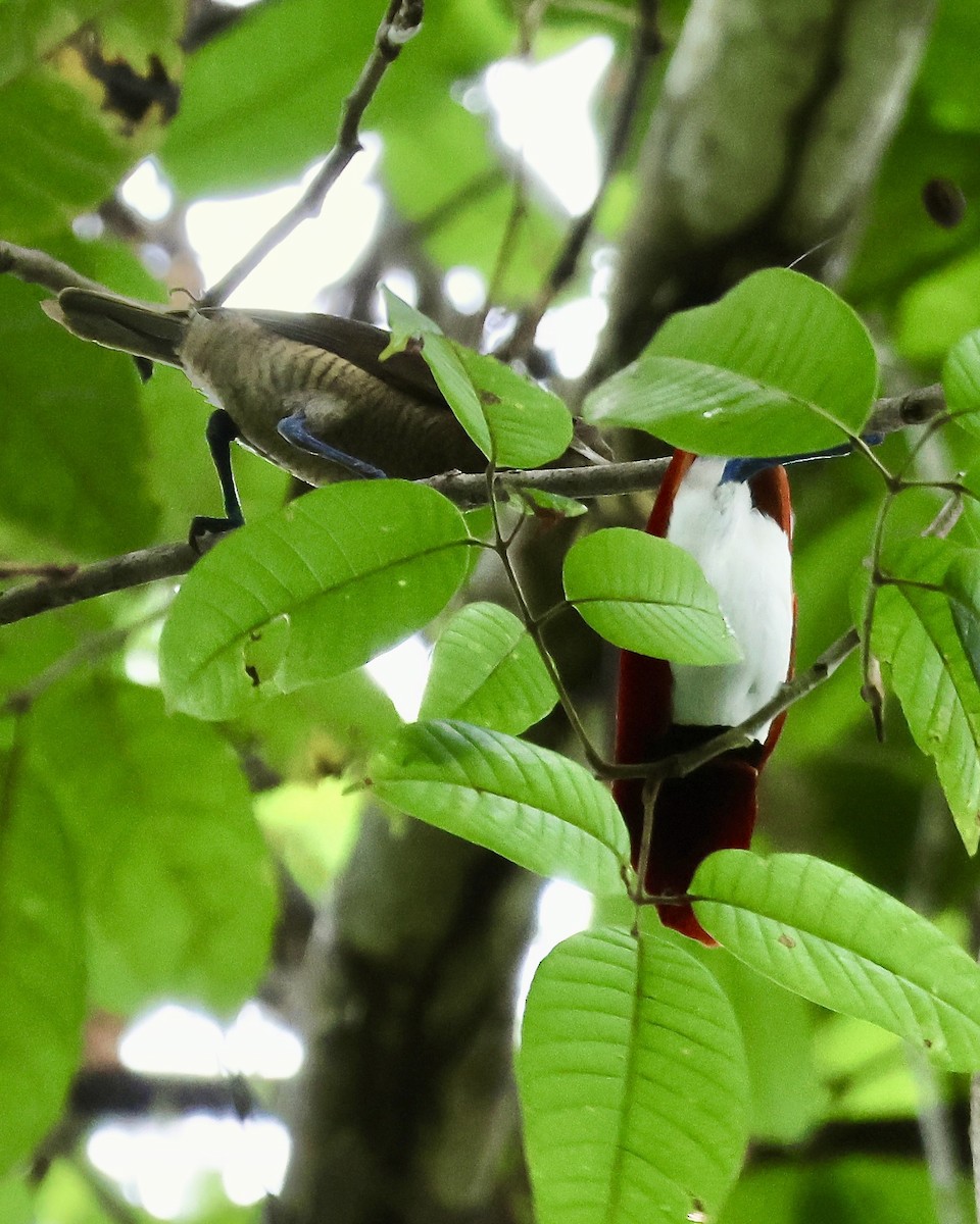 Königsparadiesvogel - ML645854560