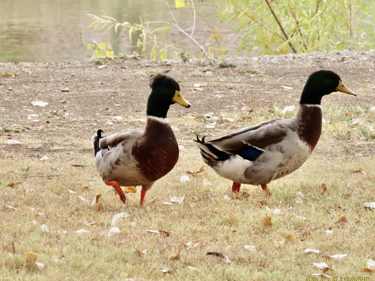 Fehlfarben-Stockente/Hausente - ML645854561