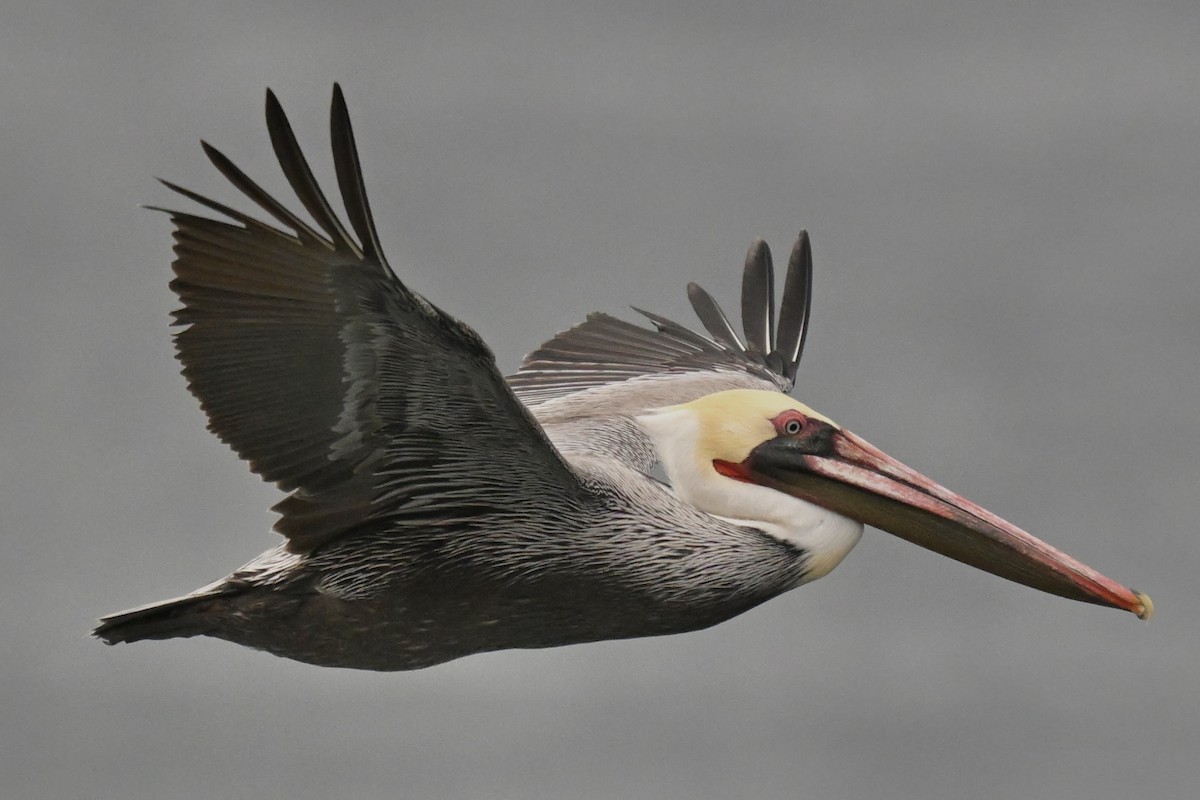 Braunpelikan (californicus) - ML645854563