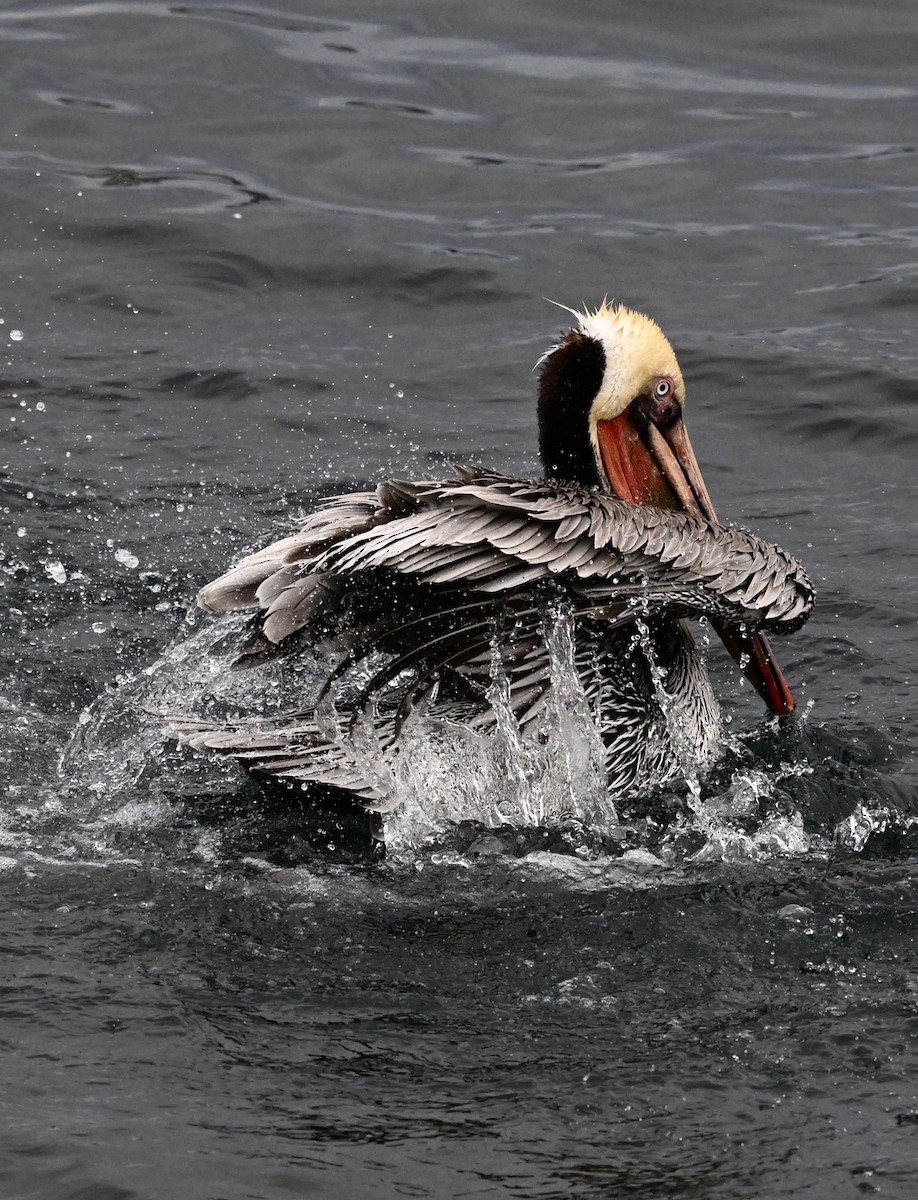 Braunpelikan (californicus) - ML645854564