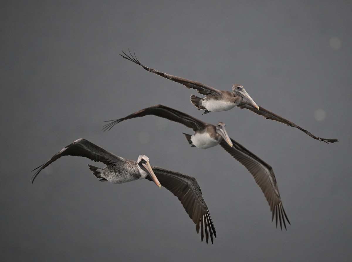 Braunpelikan (californicus) - ML645854565