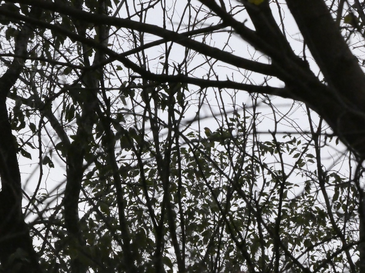 Townsendwaldsänger - ML645854567