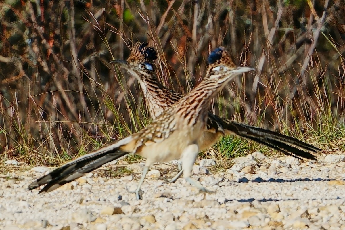 Wegekuckuck - ML645854568