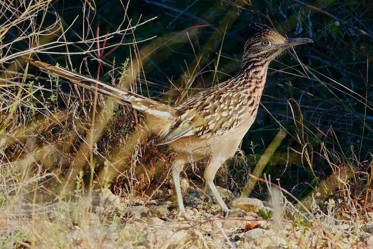 Wegekuckuck - ML645854569