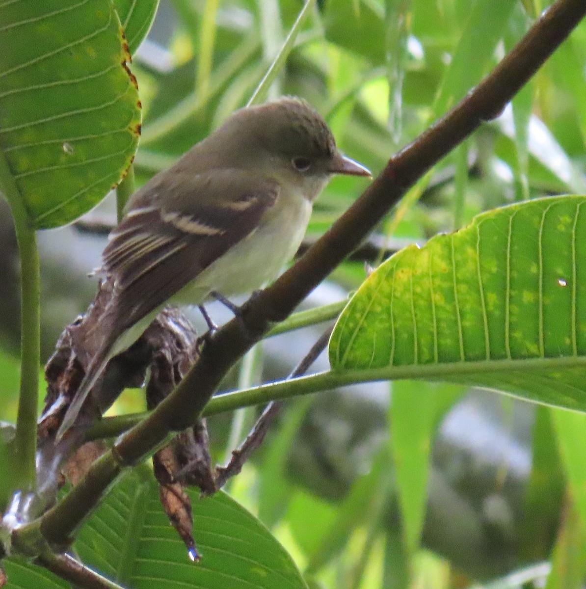 Buchenschnäppertyrann - ML645854572