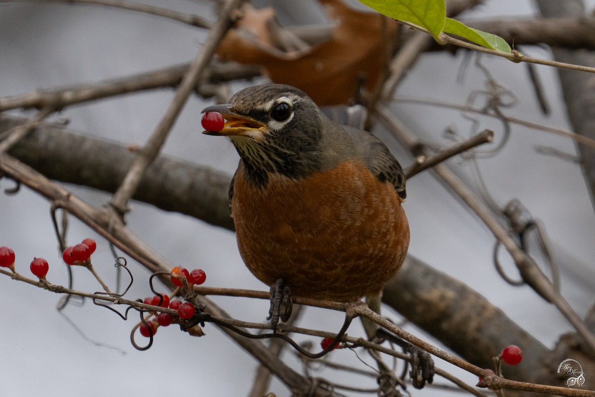 Wanderdrossel - ML645854577