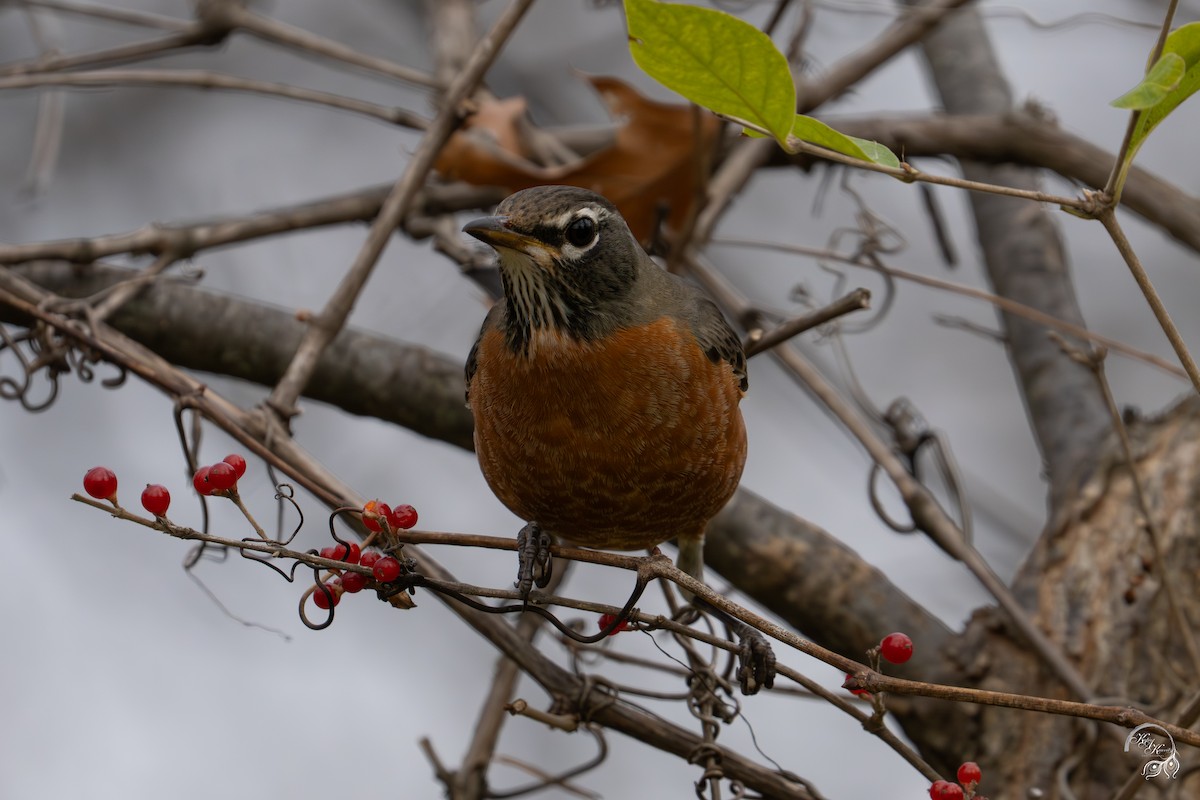 Wanderdrossel - ML645854578