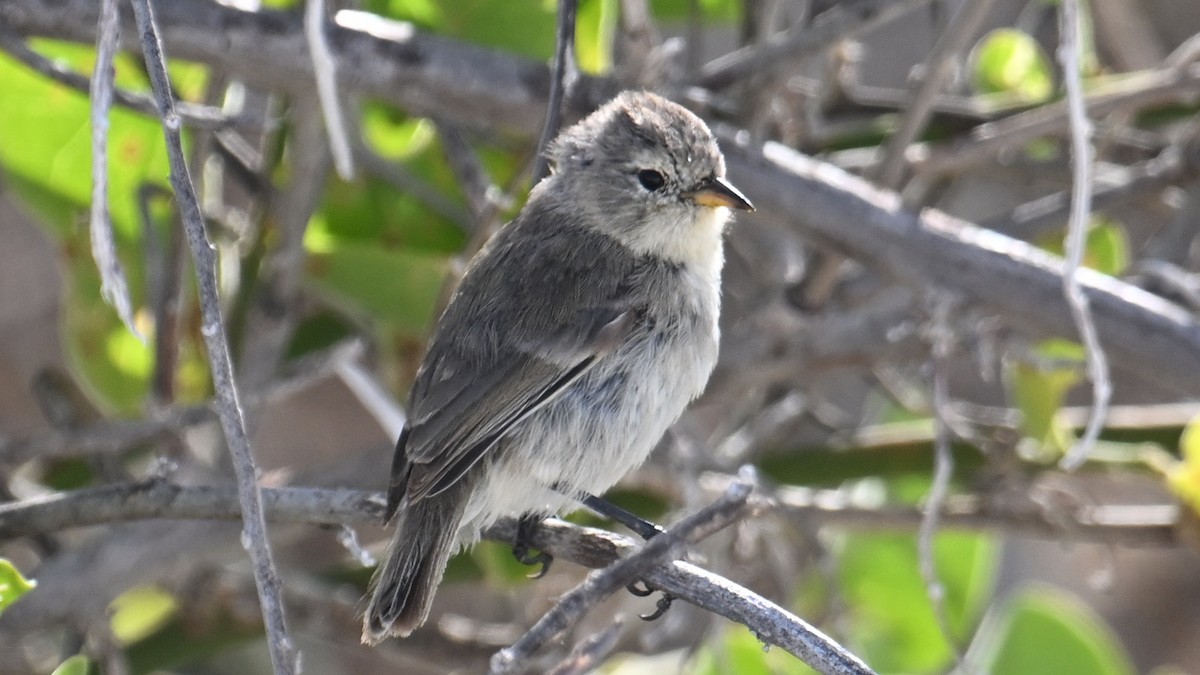 Laubsänger-Darwinfink - ML645854579