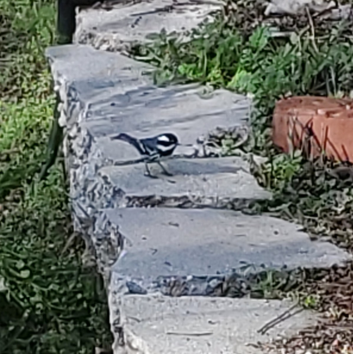 Trauerwaldsänger - ML645854580