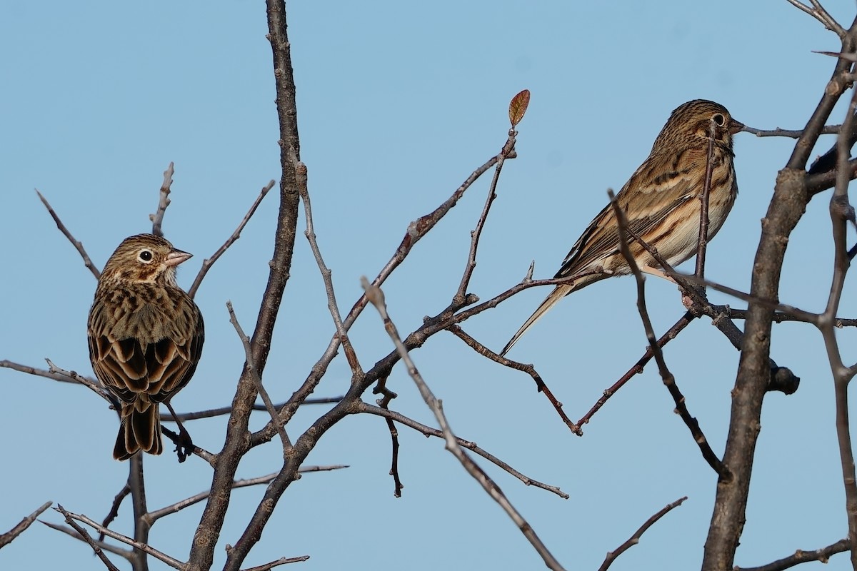 Abendammer - ML645854582