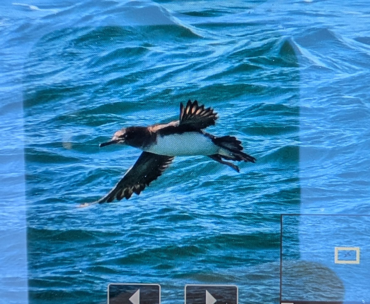 Huttonsturmtaucher - ML645854583