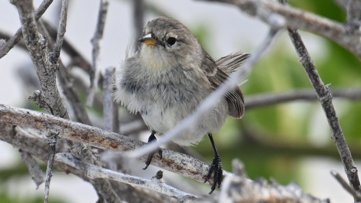 Laubsänger-Darwinfink - ML645854584