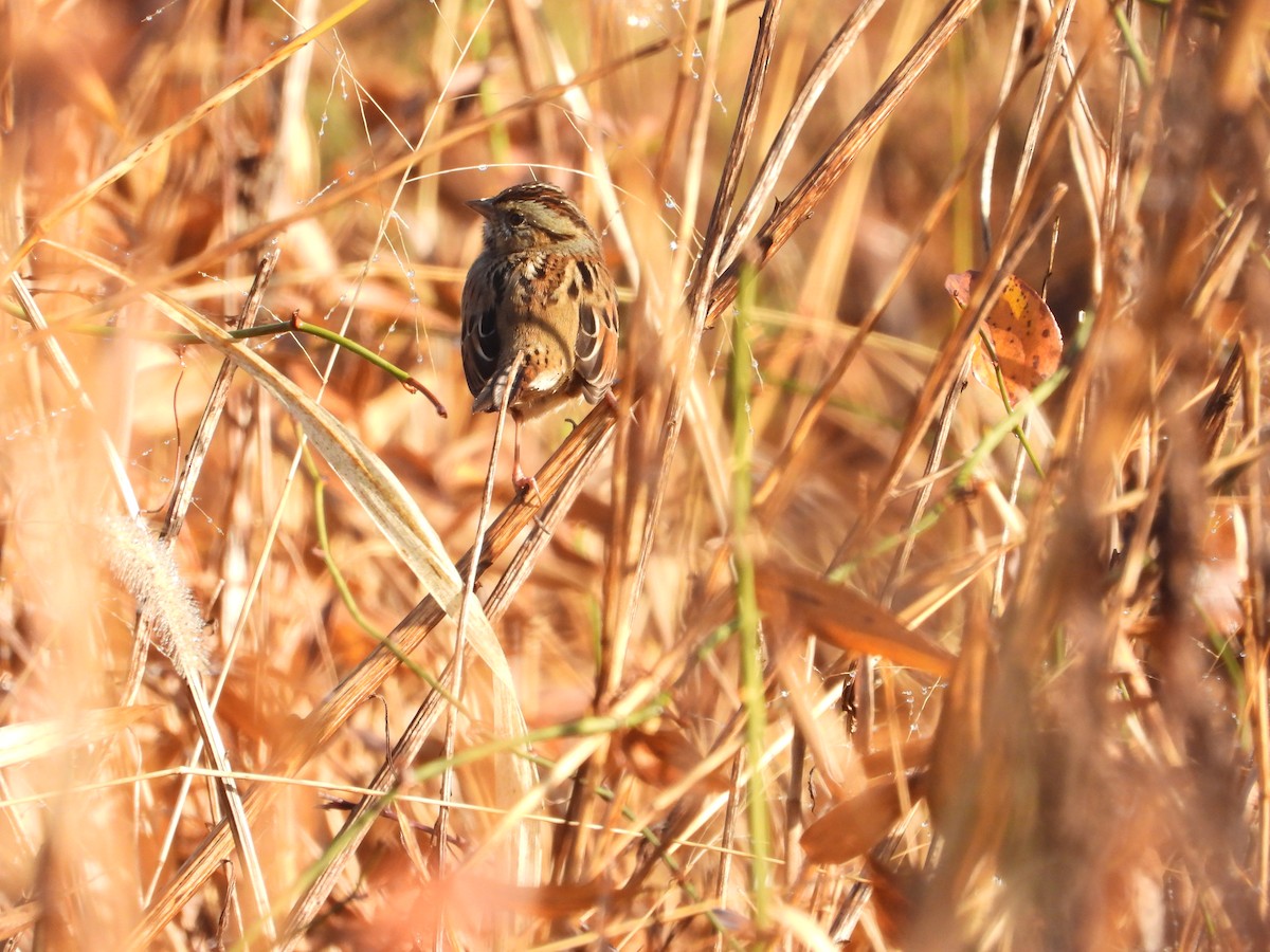 Sumpfammer - ML645854586