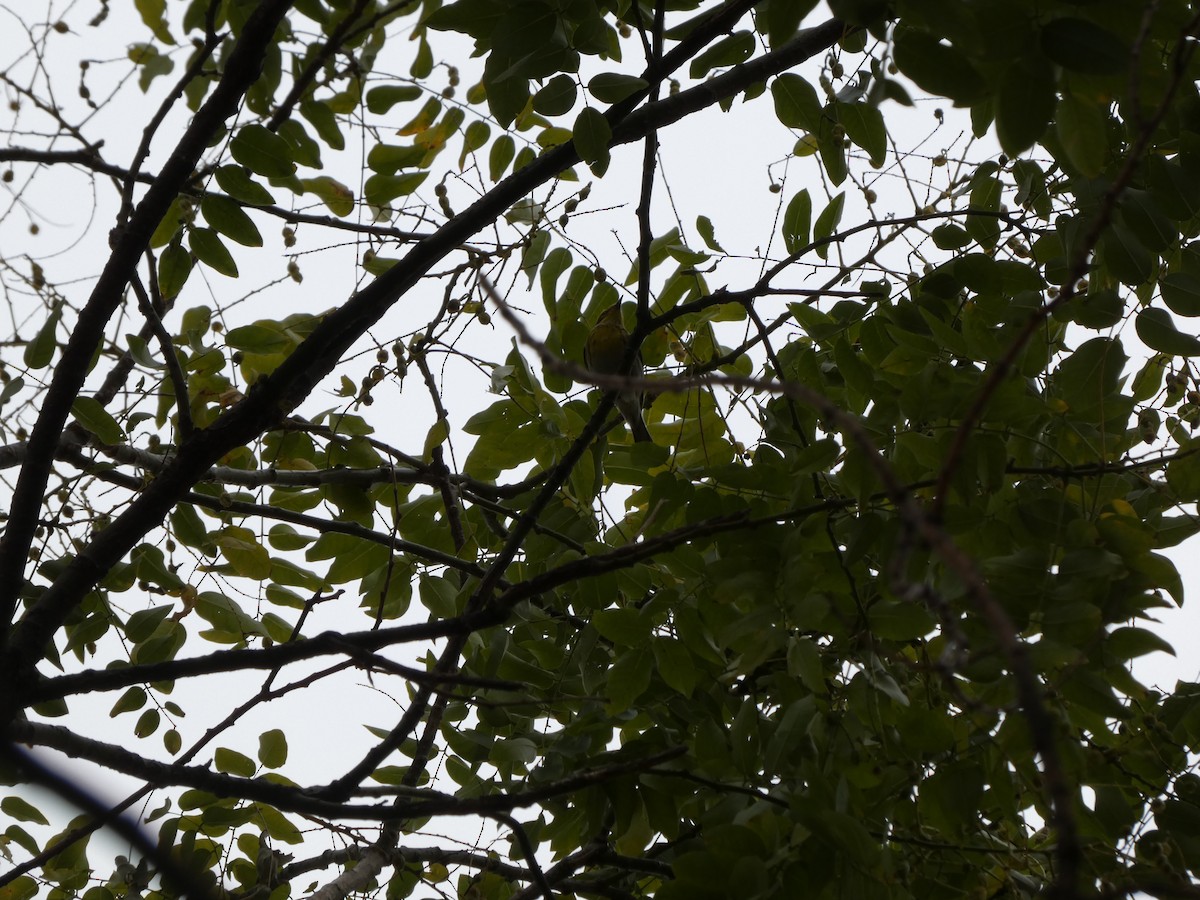 Townsendwaldsänger - ML645854587