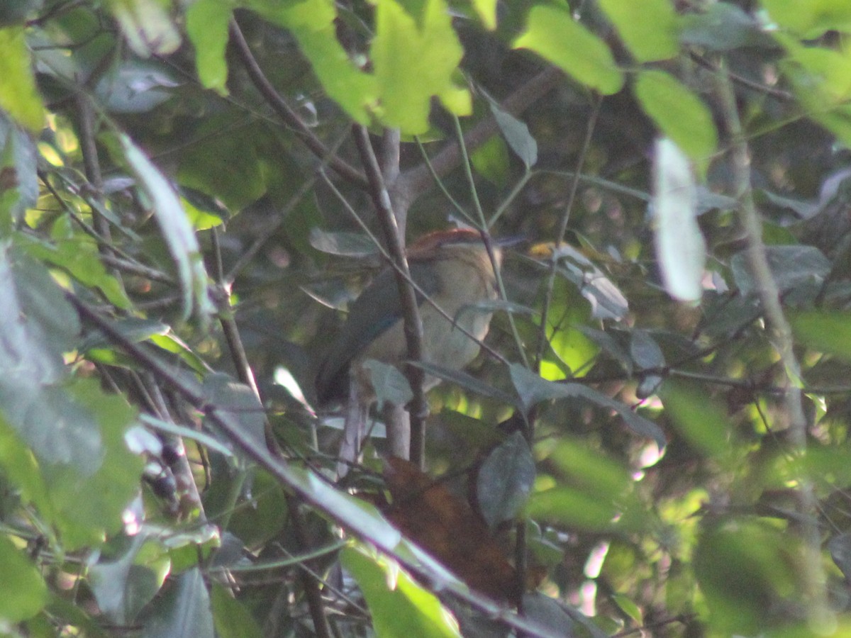 Braunscheitelmotmot - ML645854588