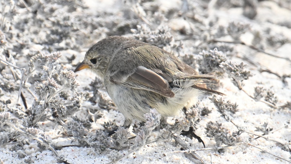 Laubsänger-Darwinfink - ML645854590