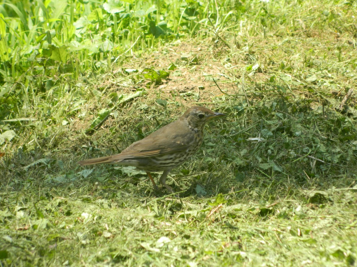 Singdrossel - ML645854592