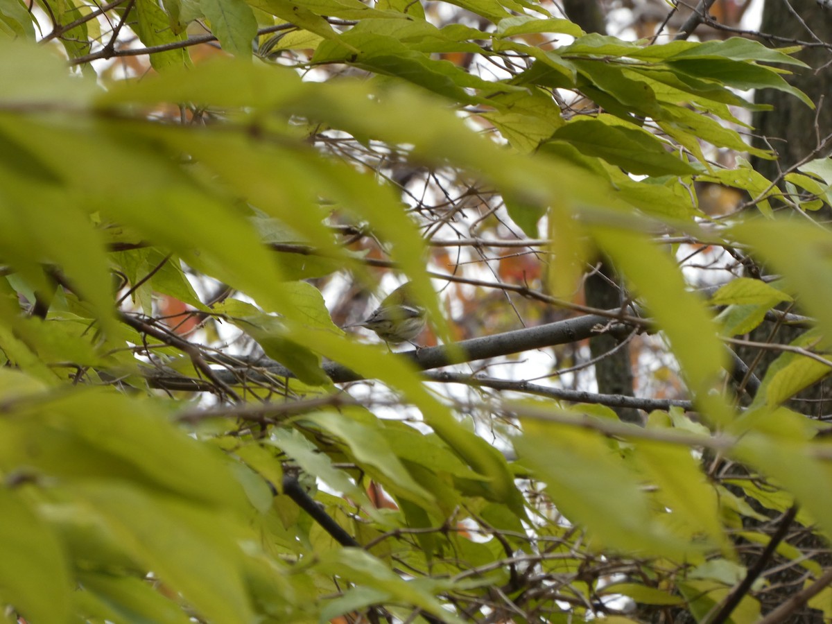 Townsend's Warbler - ML645854594