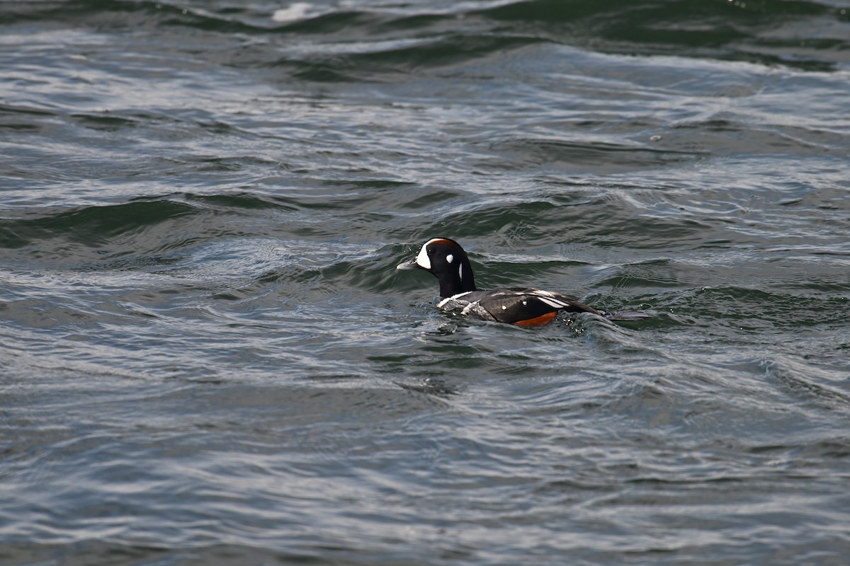 Хотгуужин чөрх - ML645854596