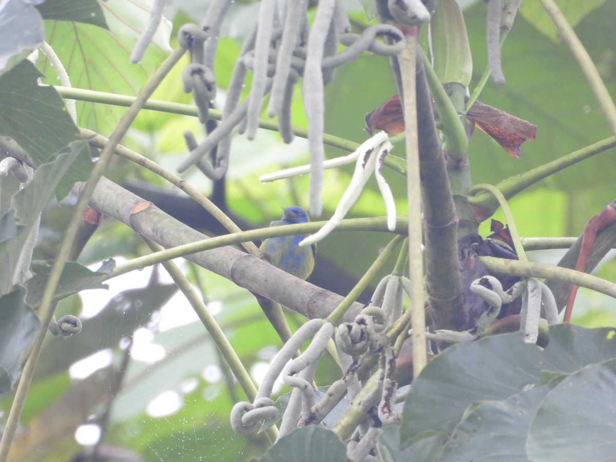 Scarlet-thighed Dacnis - ML645854605