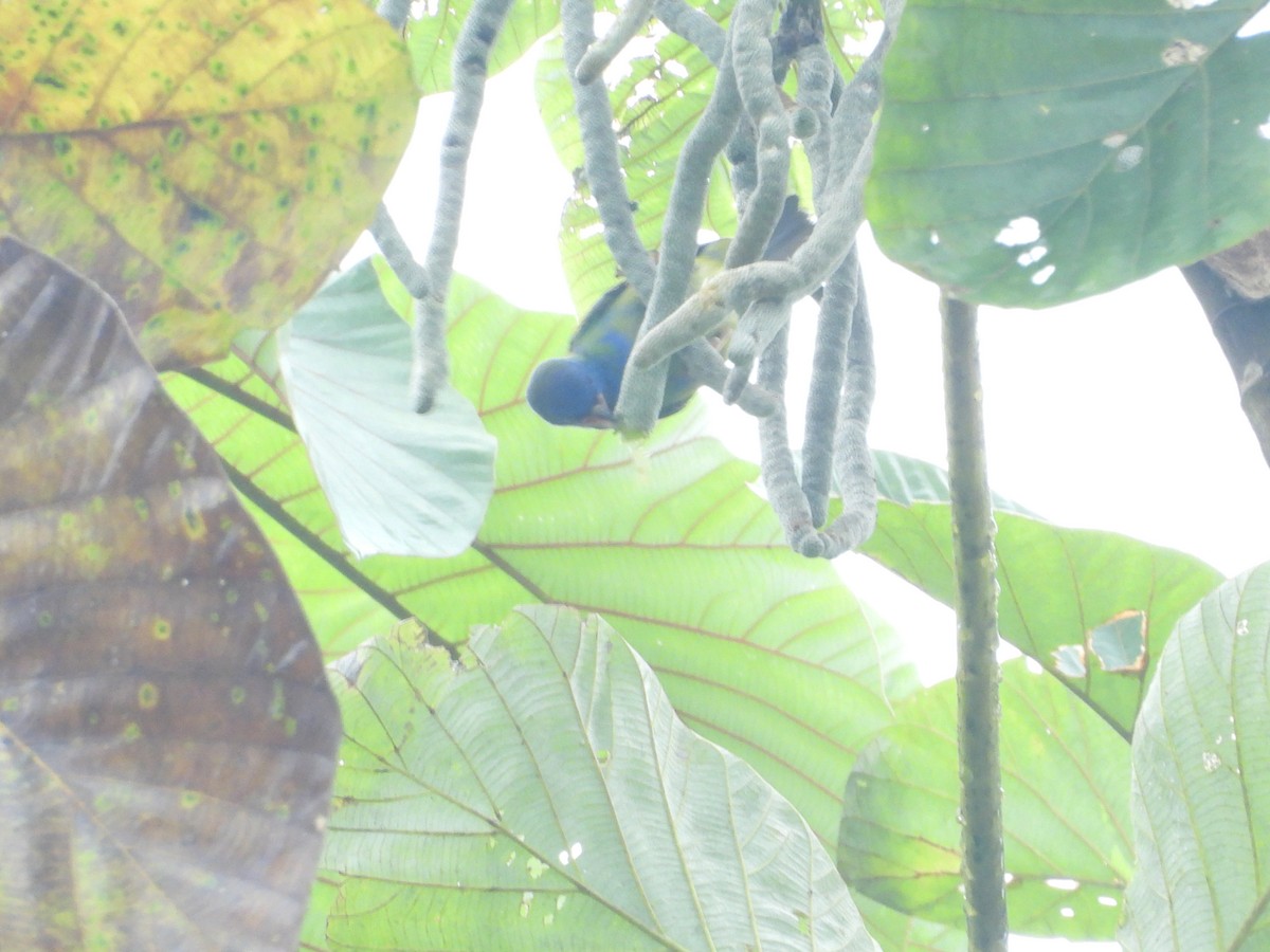 Scarlet-thighed Dacnis - ML645854607