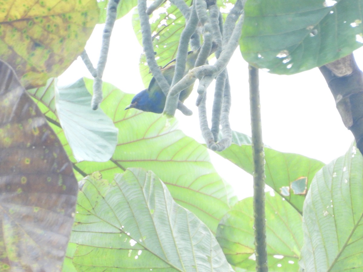 Scarlet-thighed Dacnis - ML645854614