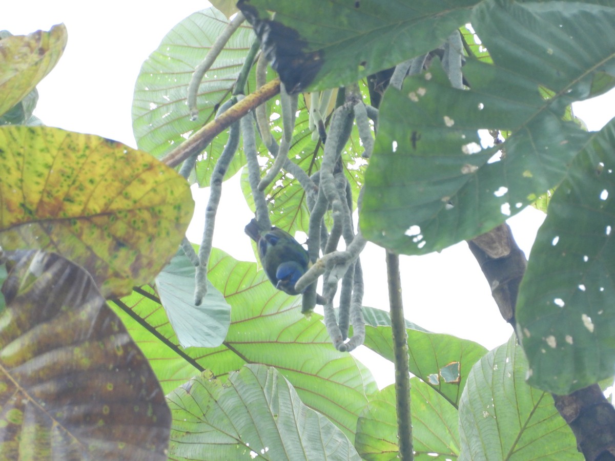 Scarlet-thighed Dacnis - ML645854617