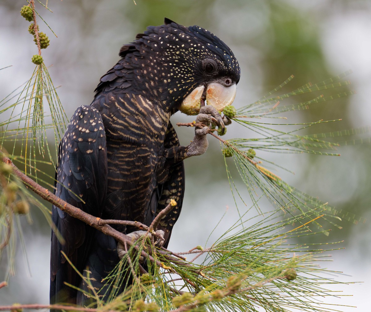 Cacatoès banksien - ML645854620