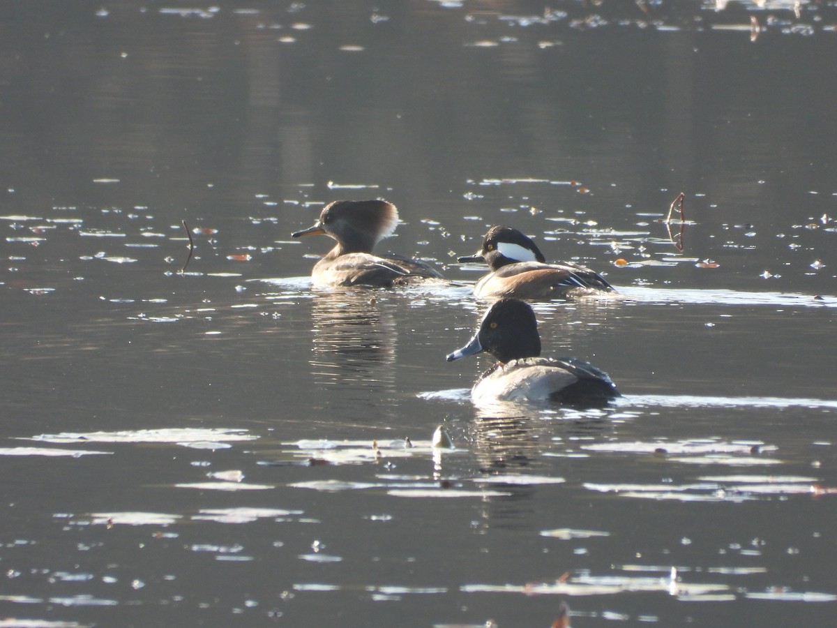 Hooded Merganser - ML645854621